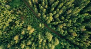 Trees in forest from overhead angle